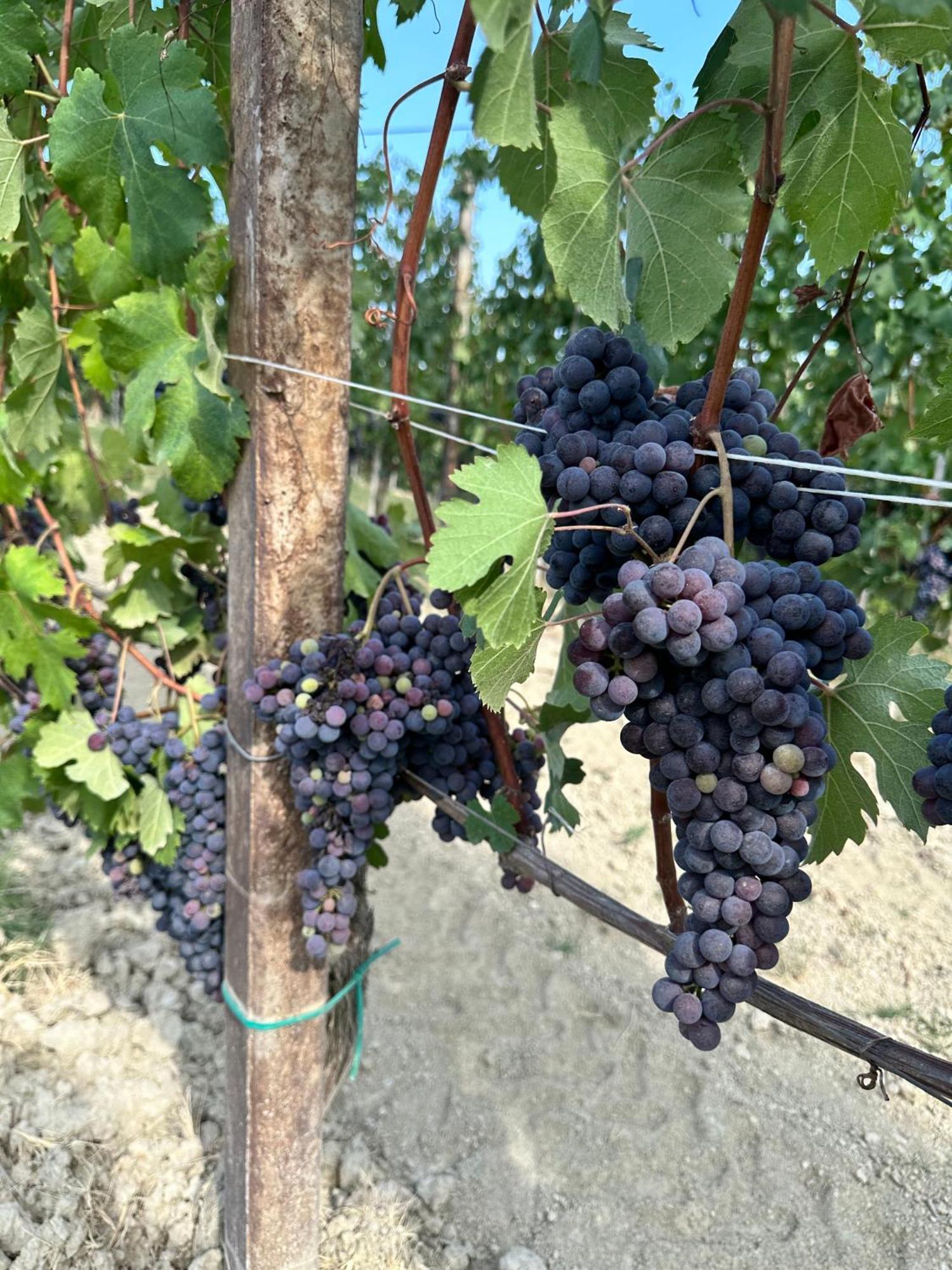 Just Langhe Casa Barolo Villa Novello Ngoại thất bức ảnh